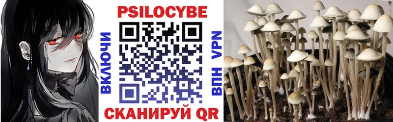 Купить где  Истра  Псилоцибиновые грибы Psilocybine cubensis 